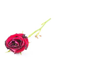 Kurumuş gül çiçeği beyaz arkaplanda izole edilmiş