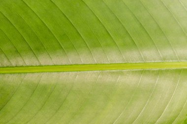 Arkaplan için soyut yeşil yaprak dokusu