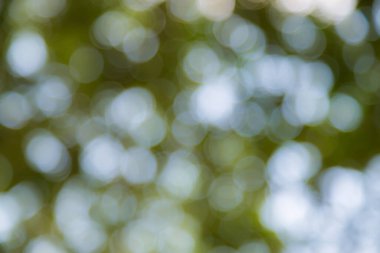 Doğal Bokeh arkaplanı bulanık