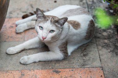 Kedi yerde dinleniyor.