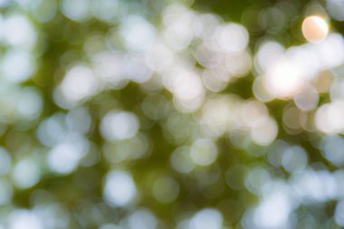 Doğal Bokeh arkaplanı bulanık