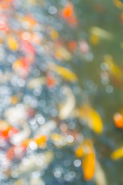 Gölde bir bokeh koi balığı ve arka plan için sudan yansıma.