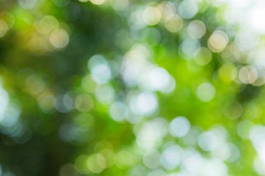 Ağaç arkaplanından doğa yeşil bokeh