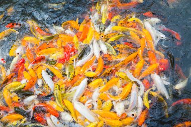 Suda renkli aç koi balığı