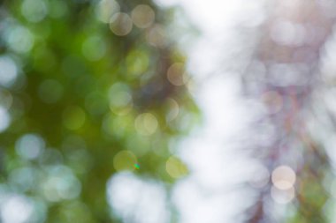 Ağaç arkaplanından doğa yeşil bokeh