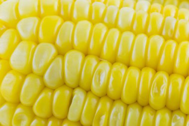 Mısır tohumlarının yakın plan tarımsal yapı