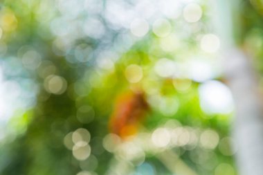 Ağaç arkaplanından doğa yeşil bokeh