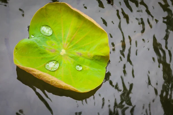 背景として水滴のある緑蓮の葉 — ストック写真