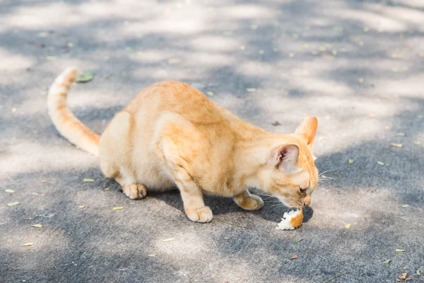 Кішка Кусає Шматочок Хліба Цементній Підлозі — стокове фото