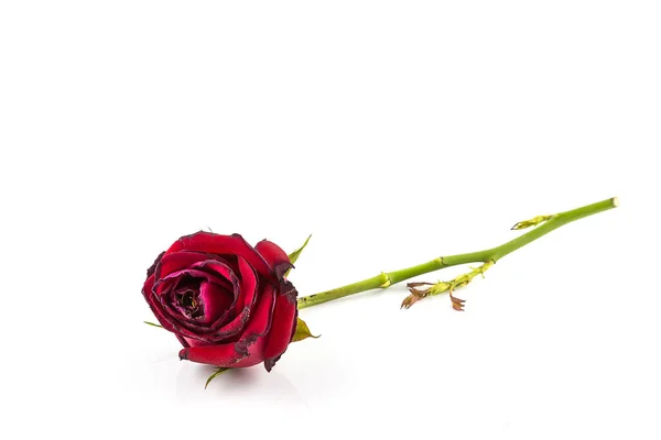 Sušené Růže Květiny Izolované Bílém Pozadí — Stock fotografie