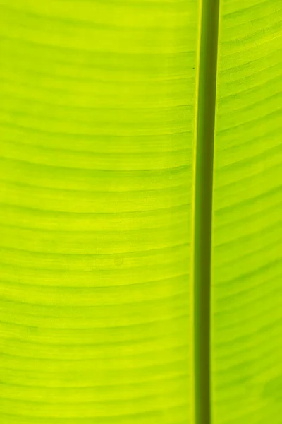 Primer Plano Textura Hoja Plátano Fondo Verde Fresco — Foto de Stock