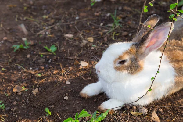 Lapin Blanc Brun Assis Sous Arbre — Photo