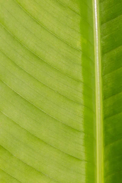 Arkaplan Için Soyut Yeşil Yaprak Dokusu — Stok fotoğraf