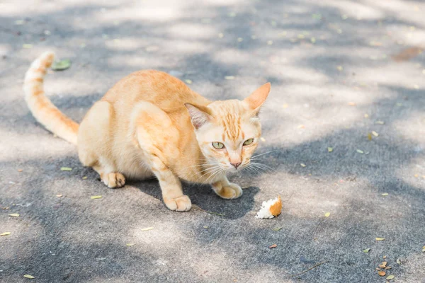 Кішка Кусає Шматочок Хліба Цементній Підлозі — стокове фото