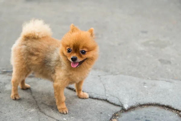 Pomeranian Dog Stand Street — Stock Photo, Image