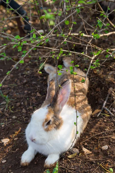 Weißes Und Braunes Kaninchen Unter Dem Baum — Stockfoto