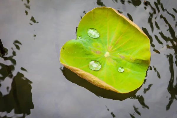 背景として水滴のある緑蓮の葉 — ストック写真