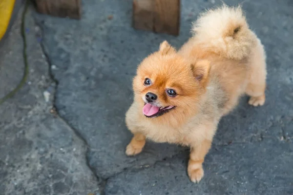 Pomeranian Hond Staan Straat — Stockfoto