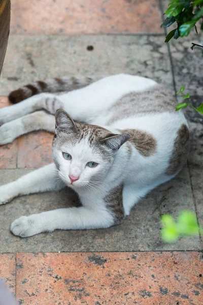 Cat Resting Floor — стоковое фото