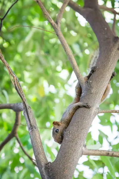 Squirrel Holding Tree Bokeh Background — Stock Photo, Image