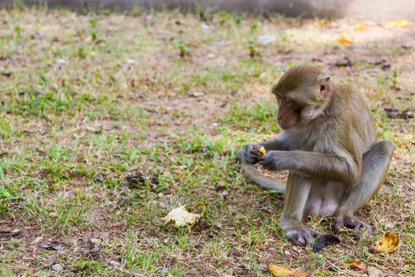 Scimmia Bambino Siede Erba Mangia Banana Solo — Foto Stock