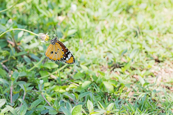 Hermosa Mariposa Posando Sobre Flor Amarilla Con Fondo Bokeh Verde — Foto de Stock
