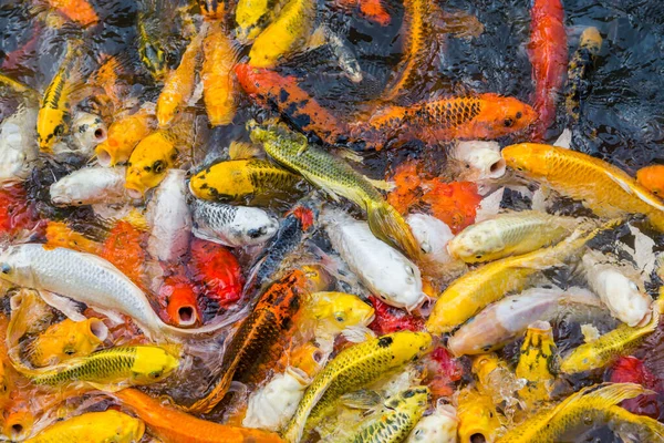Hambre Colorido Koi Pescado Fondo — Foto de Stock