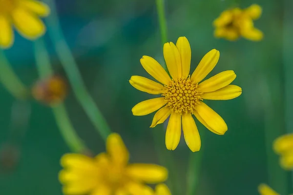 Żółty Stokrotka Kwiat Zielonym Tle — Zdjęcie stockowe