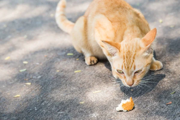 고양이 시멘트 바닥에 조각을 — 스톡 사진