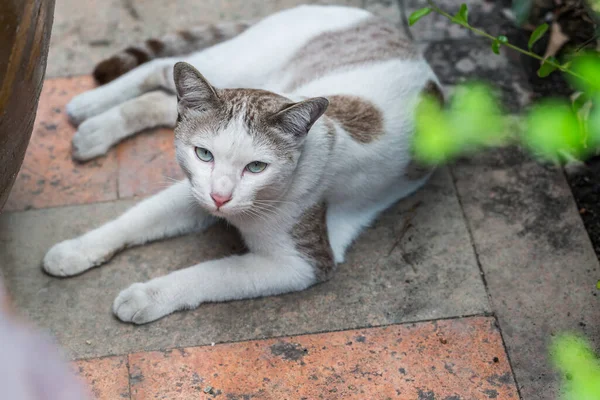 猫は床に寝ています — ストック写真