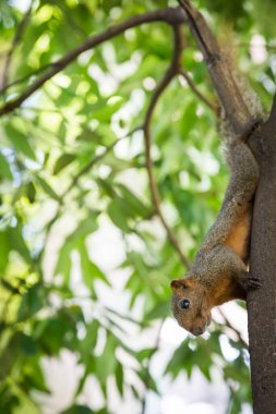 Sincap bokeh arkaplanı olan bir ağaca tutunuyor.