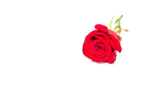 Red Rose Isolated White Background — Stock Photo, Image