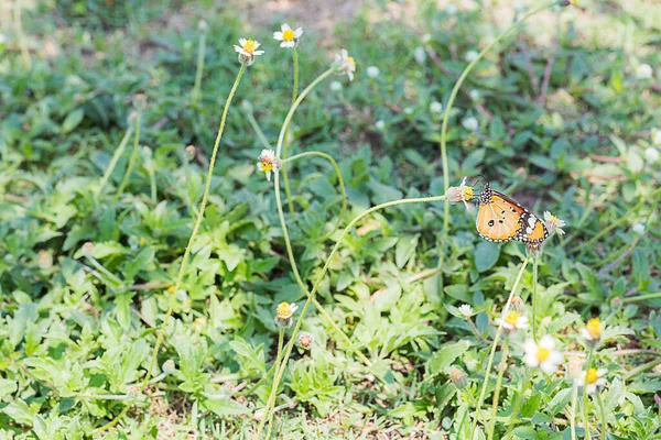 Красивая Бабочка Сидящая Желтом Цветке Зеленым Боке — стоковое фото