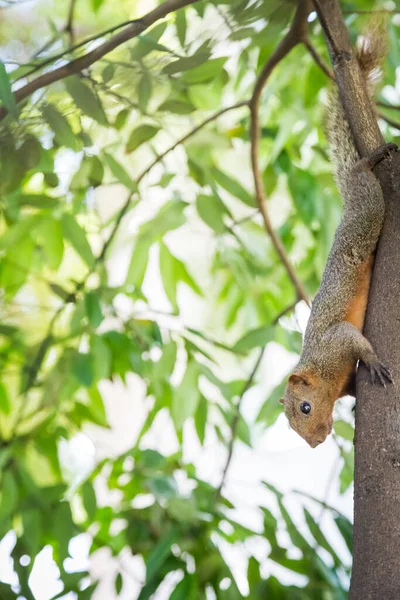 Esquilo Segurando Uma Árvore Com Fundo Bokeh — Fotografia de Stock