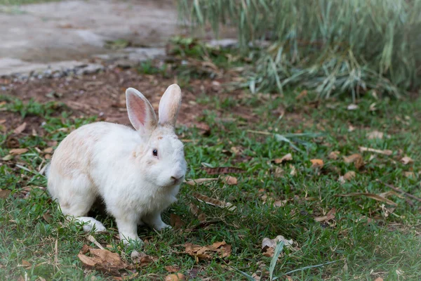 Lapin Sauvage Dans Fond Nature — Photo