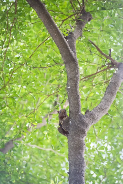 Gray Squirrel Holding Tree Bokeh Background — Stock Photo, Image