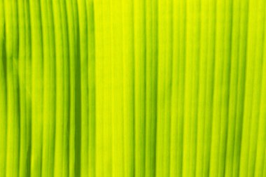 Arka plan ışık muz yaprağı dokusu özeti