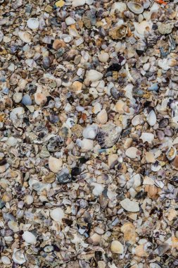 Kum zemininde deniz kabuğu koleksiyonu