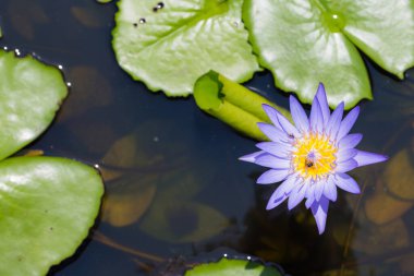Nilüfer çiçeği arı sürüsü doğaya sahip.