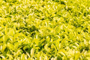 Açık Yeşil Yaprak doğa arkaplanı