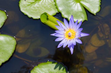 Nilüfer çiçeği arı sürüsü doğaya sahip.