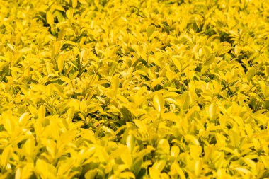 Sarı yaprak doğa arkaplanı