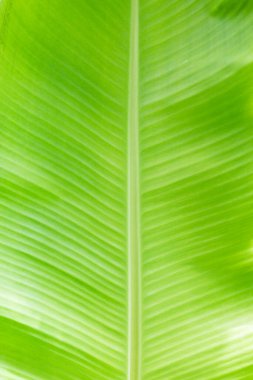 Arkaplan ışığı dokusu Siyah zemin için taze yeşil yaprak kullanımı