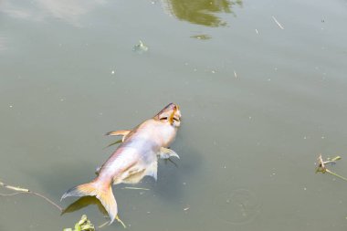 Karanlık su nehrinde yüzen ölü balıklar, su kirliliği...