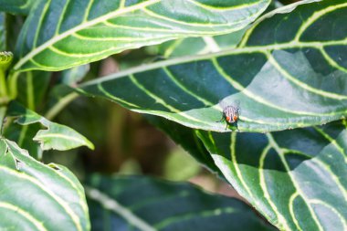 Yeşil yaprak üzerinde tüneyerek uç.