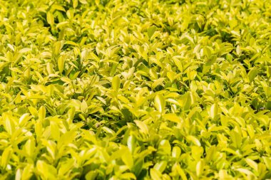 Açık Yeşil Yaprak doğa arkaplanı