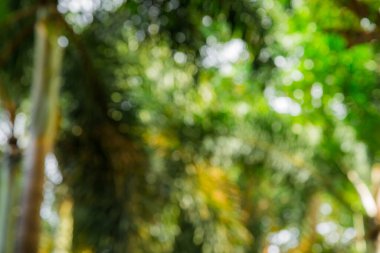 Yeşil bokeh bulanık orman arka planı doğal bokeh