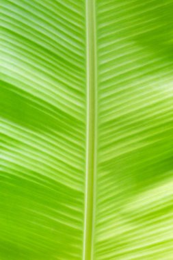 Arkaplan ışığı dokusu Siyah zemin için taze yeşil yaprak kullanımı