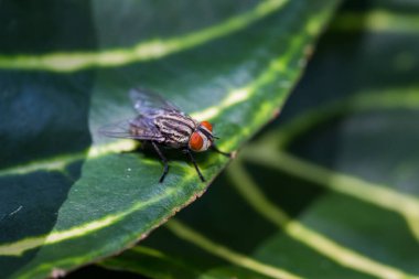 Yeşil yaprak üzerinde tüneyerek uç.