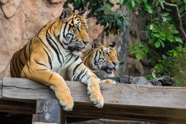 Ağacın altında dinlenen iki kaplan Doğa arka planı
